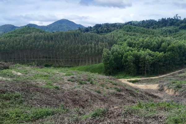 Bạch đàn cao sản