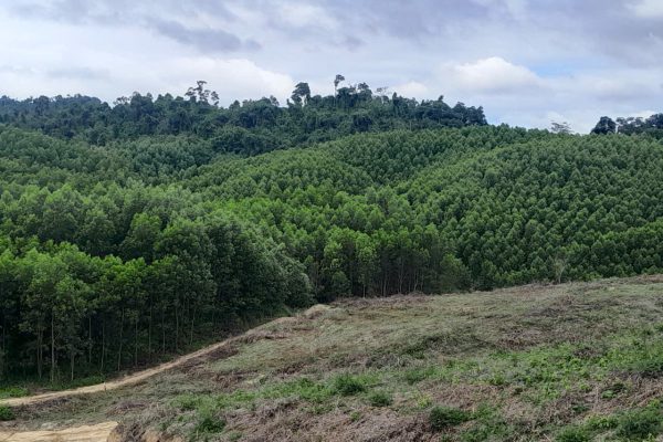 Cây giống hoa mai đào